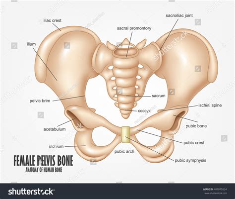 Pelvic bones on each side is formed by… what is the most superior portion of th… Female Pelvis Bone Anatomy Stock Illustration 407075524 ...