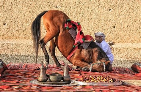 ما هو القاتل الصامت في أي علاقة؟ القاتل الصامت ،أكثر الفيروسات والأوبئة فتكا بالبشرية عبر التاريخ, أحدهما قتل نصف سكان العالم. أخطر 6 أعراض لمرض "الهربس" القاتل الصامت للخيول - الكنوز ...