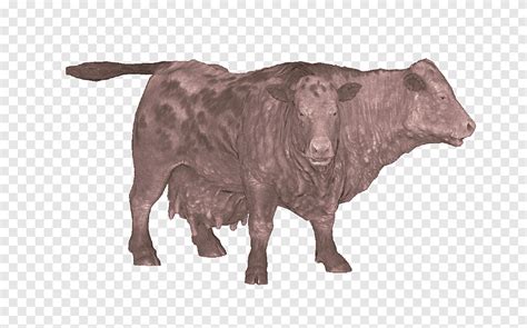 In the early 1920s, james w. Brahman Cattle Logo : Australian Brahman Breeders ...