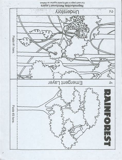 Amazon rainforest coloring pages are a fun way for kids of all ages to develop creativity, focus, motor skills and color recognition. Rainforest Layers Coloring Page Pictures | Rainforest ...