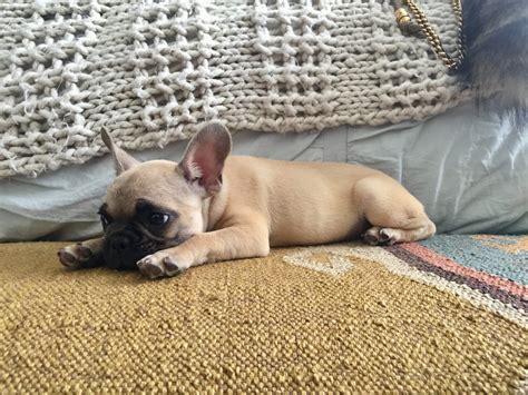 Call, email, or text us with questions about your new puppy. Treating Diarrhea in Newborn Frenchies - French Bulldog Texas