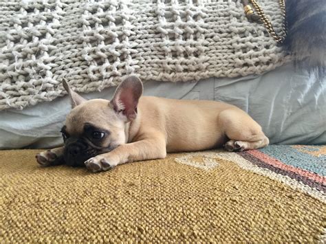 All of layla's french bulldog puppies in texas are reserved. Treating Diarrhea in Newborn Frenchies - French Bulldog Texas