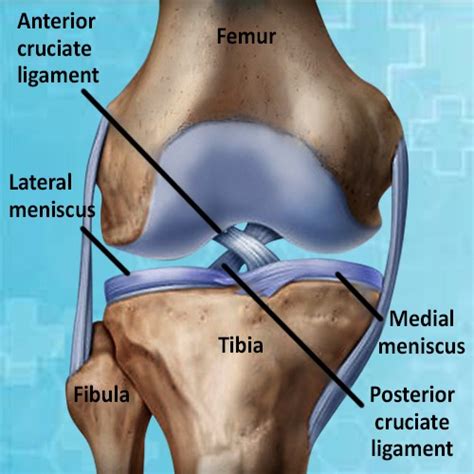 Ligaments are bands of tough elastic tissue around your joints. Posterior Cruciate Ligament - Dr Ratnav Ratan
