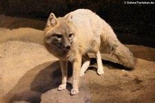 Der swiftfuchs ist die kleinste fuchsart nordamerikas, wird mit dem etwa 30 cm langen schwanz 74 bis 82 cm lang und kann ein gewicht von 2,2 bis 3,0 kg erreichen. Caniformia (Hundeartige) — DahmsTierleben