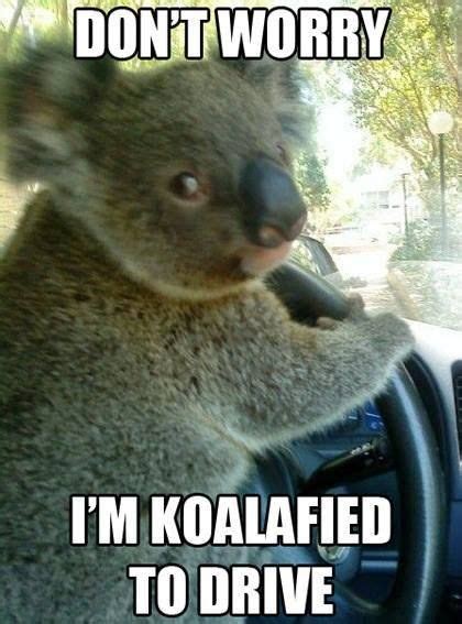 34 lowbrow memes and dirty pictures to make you laugh. Top 30 Funny animal memes and quotes | Quotes and Humor
