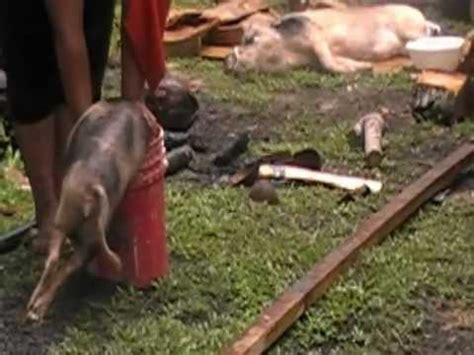 For example, pig out doesn't mean a pig that has escaped from. How to kill a pig,Samoan style!! - YouTube