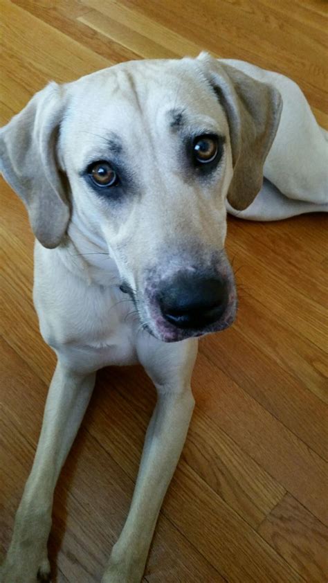 • internet access • laundry • parking pets at the property: Dog for adoption - Maggie, a Mountain Cur in Morganton, NC ...