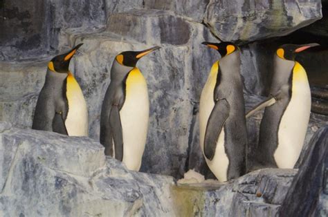 Once off the ride, you can explore the penguins' colony where you can see them in. Antarctica: Empire of the Penguin - theDIBB