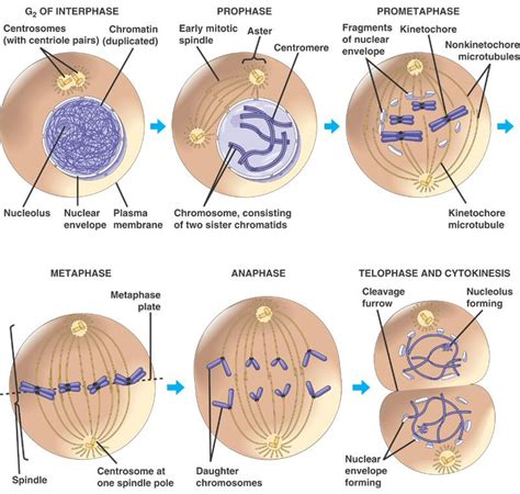 A chromosome can be defined as an entire chain of dna and it comes along with a group of stabilizing proteins. Prophase chromosome. Causes, symptoms, treatment Prophase ...