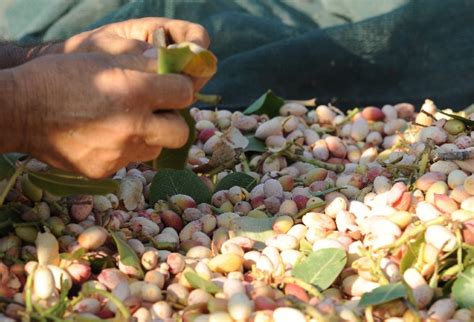 Check spelling or type a new query. Pistacchio di Raffadali nel registro Dop e Igp. Scilla: "L ...