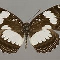 Agatha D Butterfly
