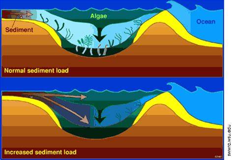 sedimentasi